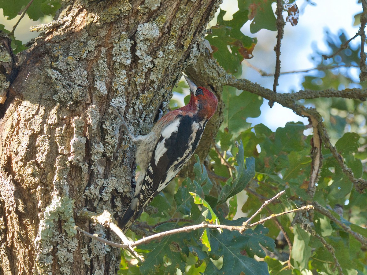 rødbrystsevjespett - ML645961234