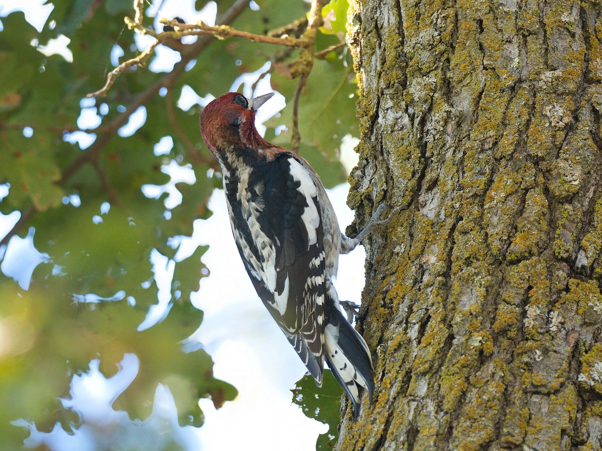 rødbrystsevjespett - ML645961235