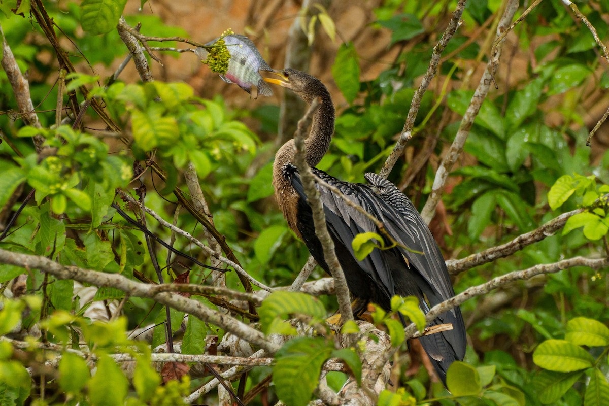 amerikaslangehals - ML645961236