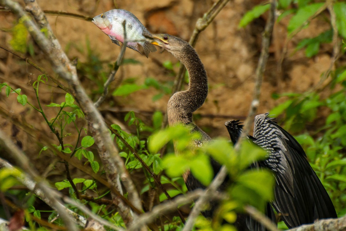 amerikaslangehals - ML645961238