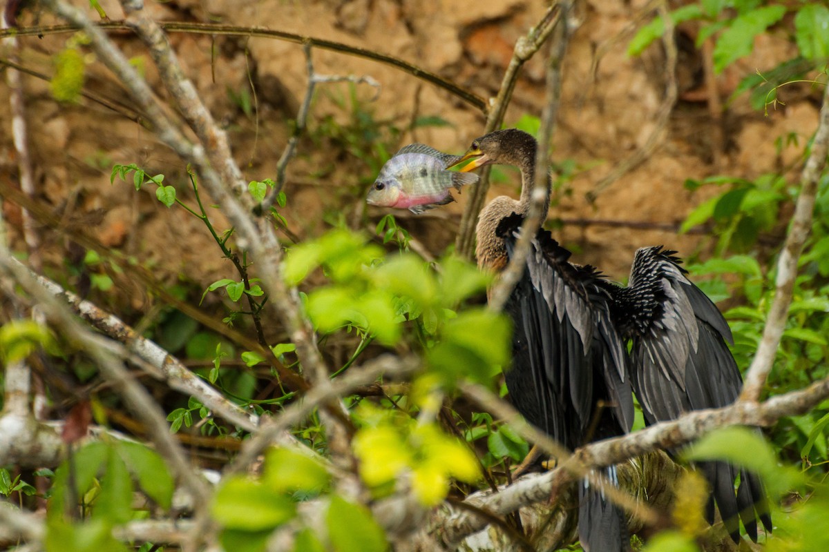 amerikaslangehals - ML645961239