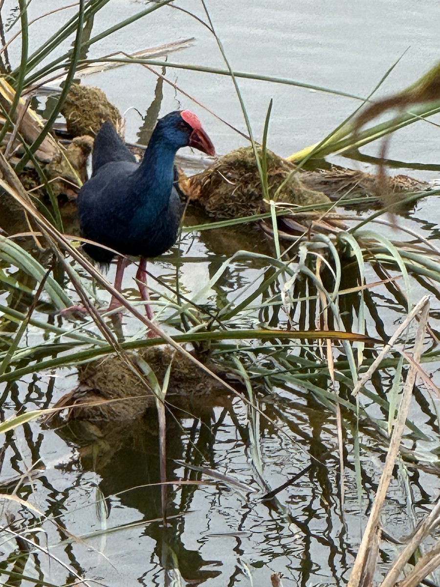 sultanhøne - ML645961244