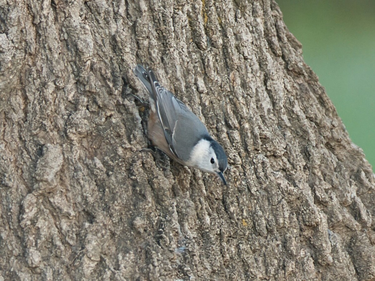 hvitbrystspettmeis - ML645961245