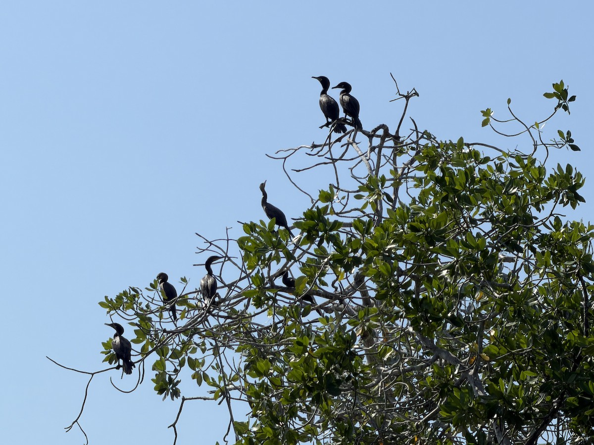 flodskarv - ML645961246