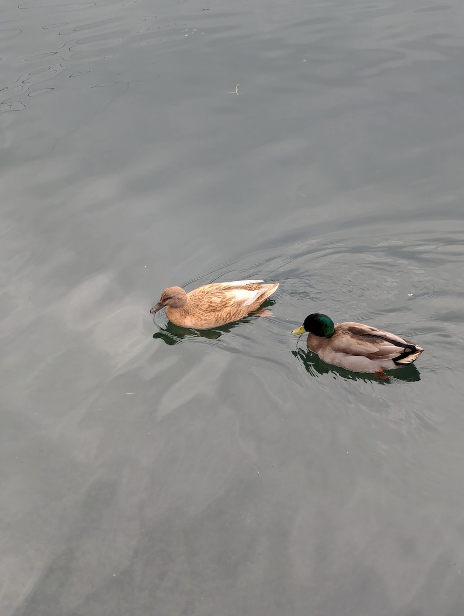 stokkand - ML645961247