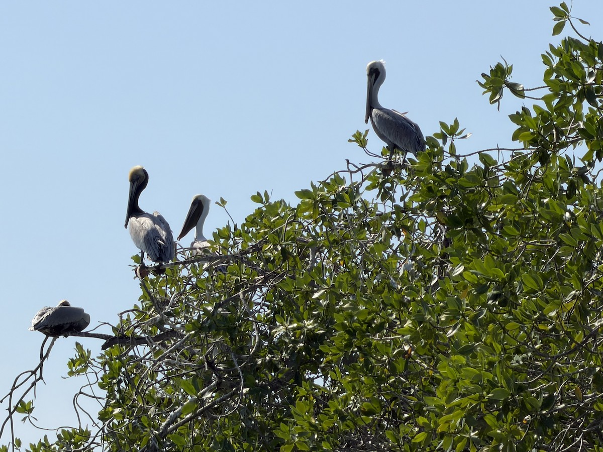 Brown Pelican - ML645961250