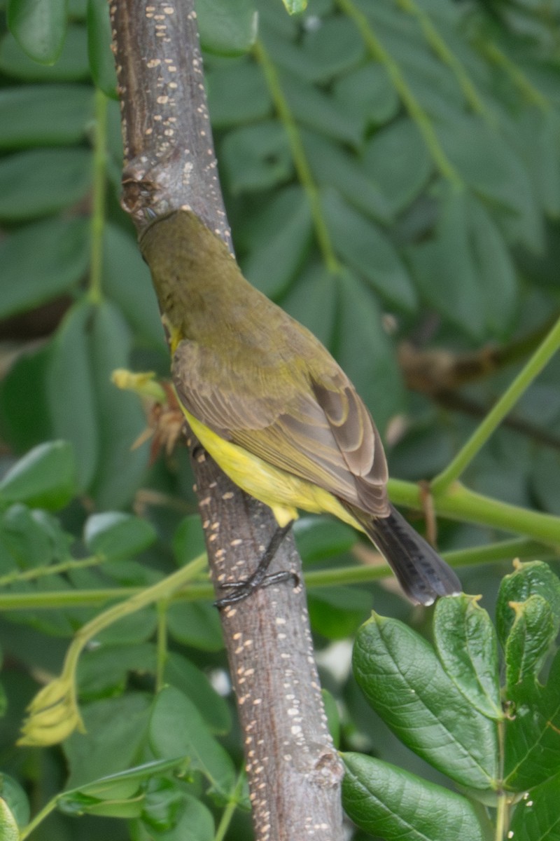 strdimil zdobený - ML645961256