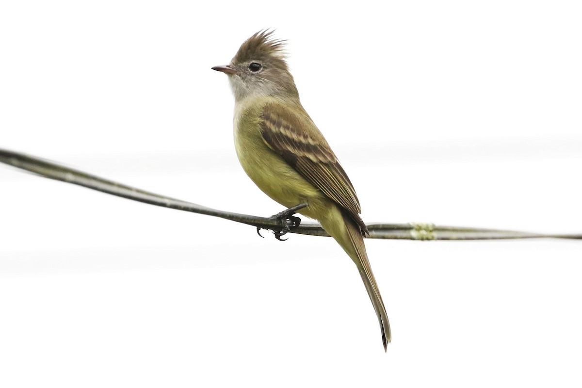 Желтобрюхая эления - ML645961263