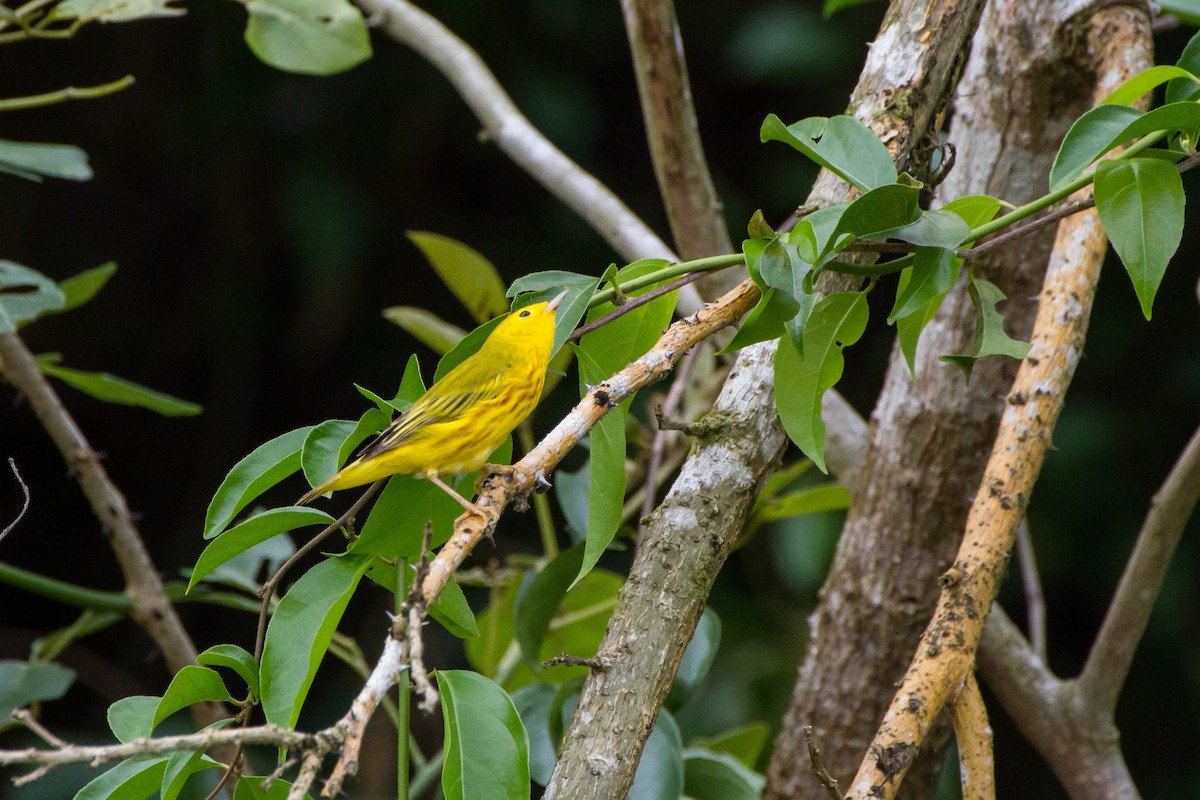 Sarı Ötleğen - ML645961268