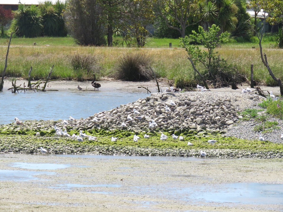 Silver/Black-billed Gull - ML645961281