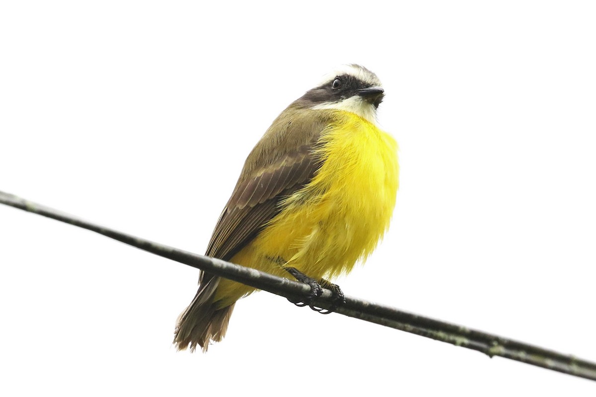 Social Flycatcher - ML645961293