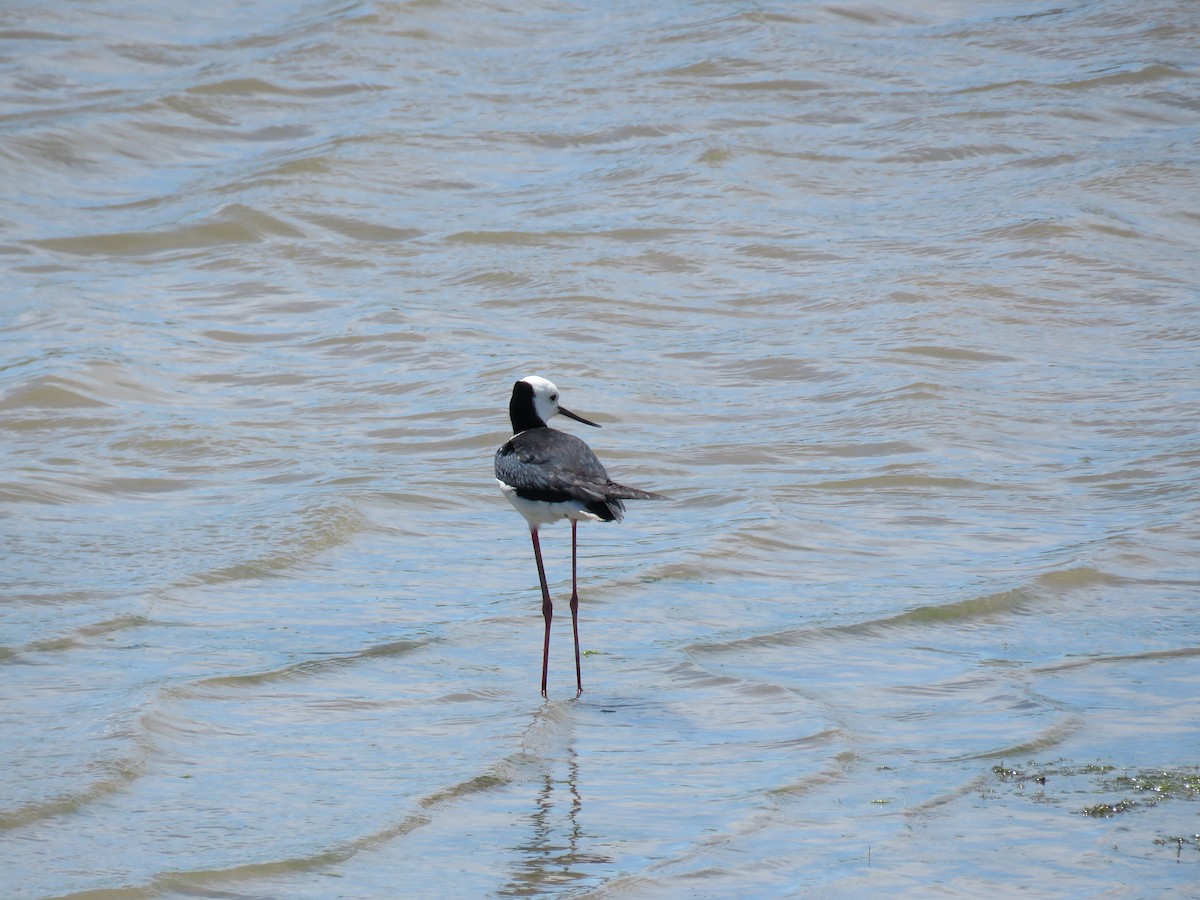 Pied Stilt - ML645961294