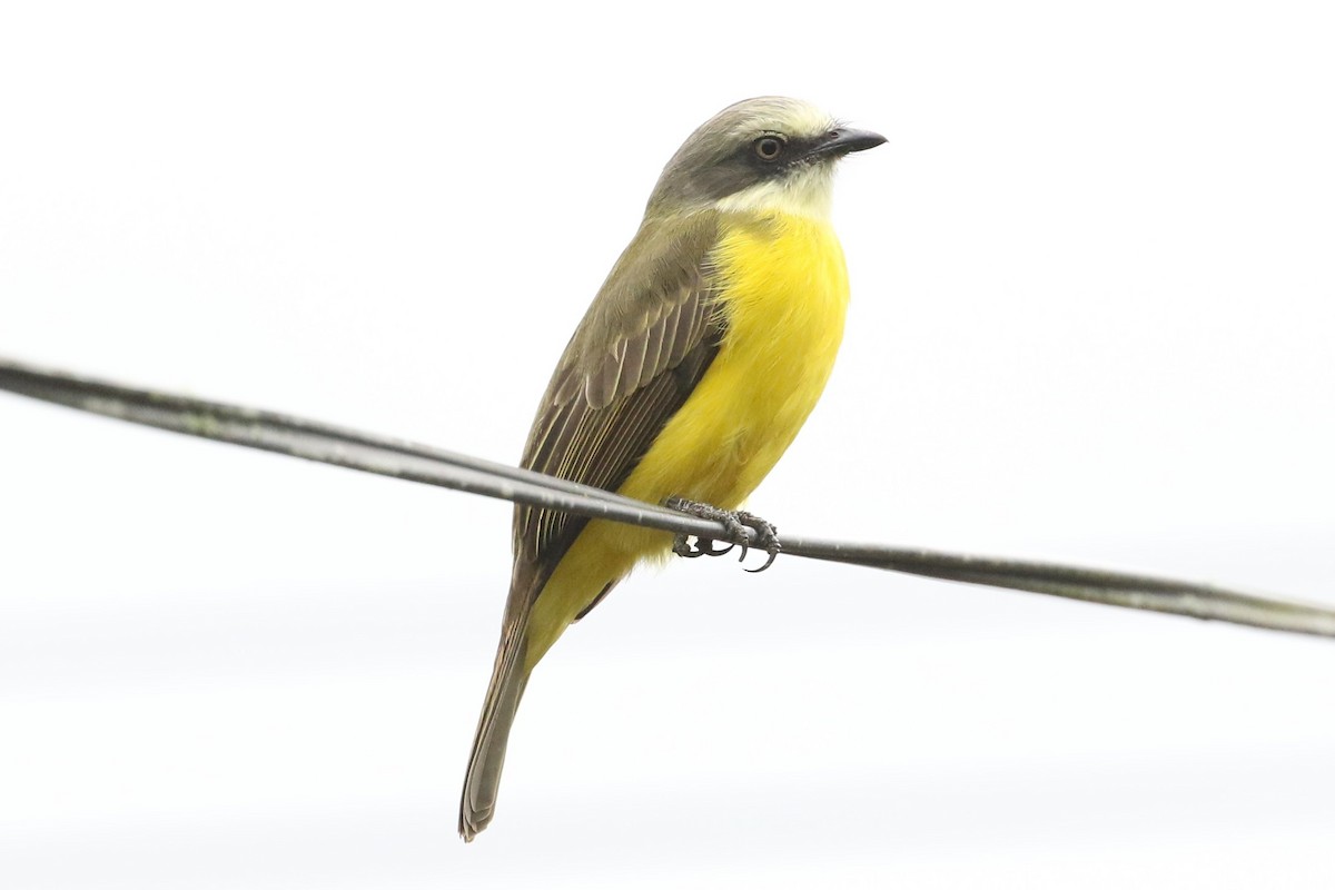 Gray-capped Flycatcher - ML645961297