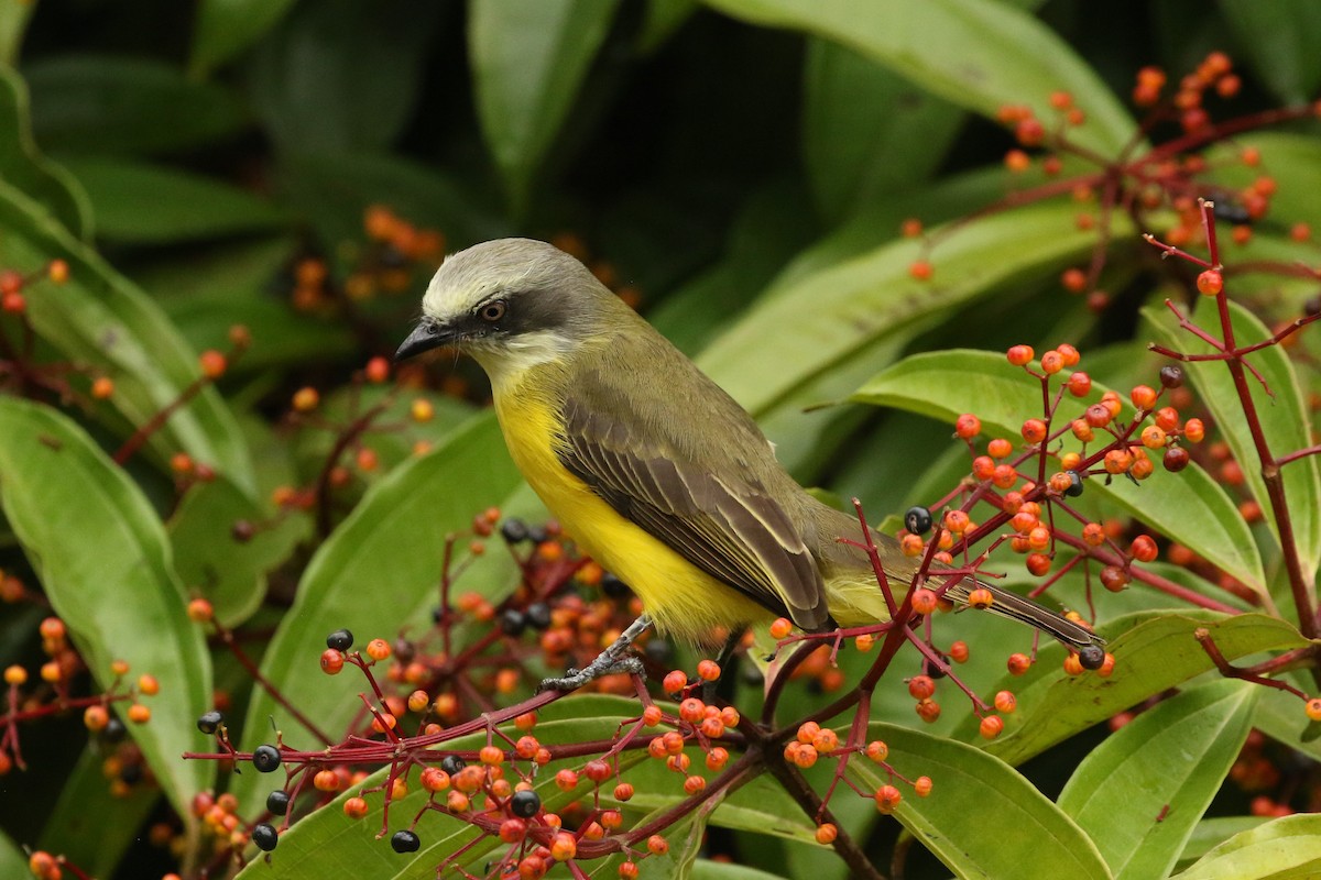 Gray-capped Flycatcher - ML645961298