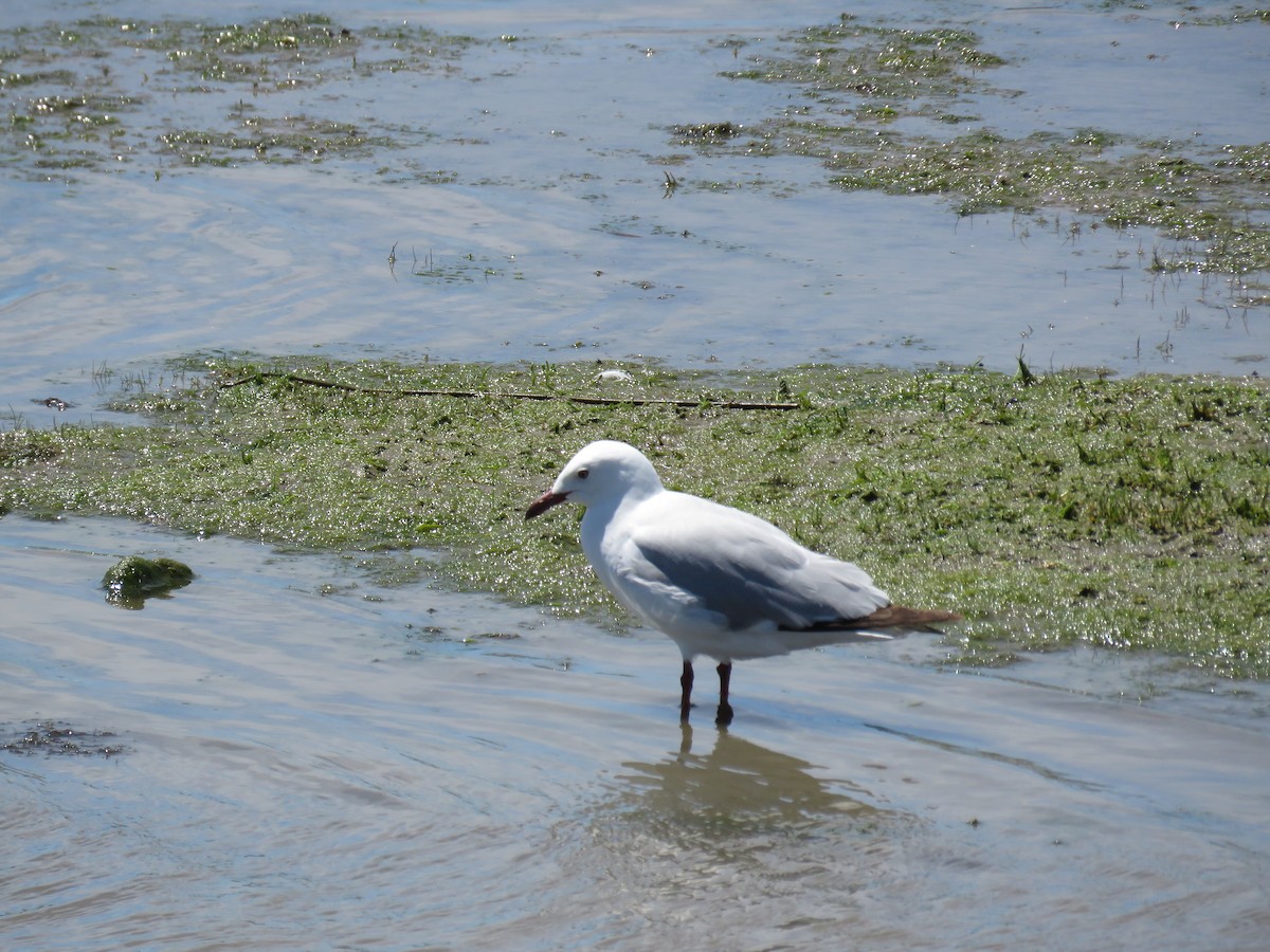 Silver/Black-billed Gull - ML645961299