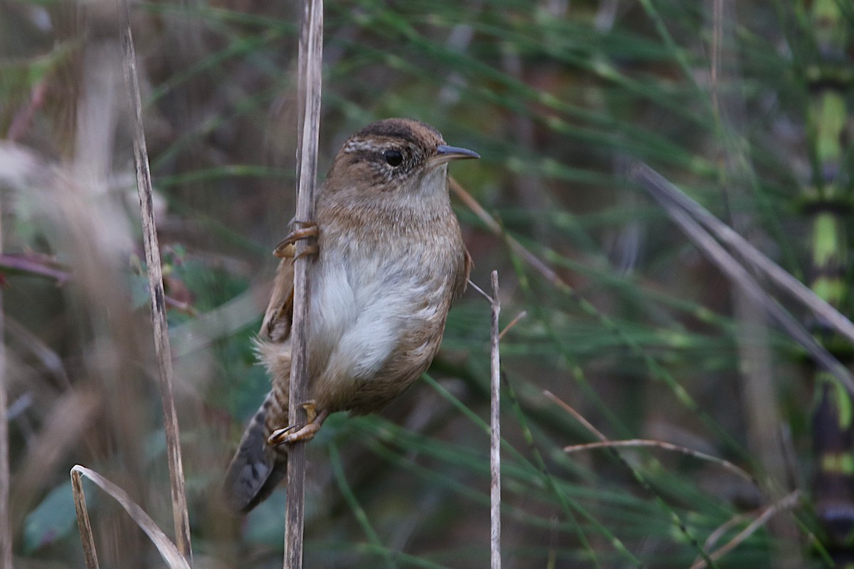 střízlík bažinný - ML645961300