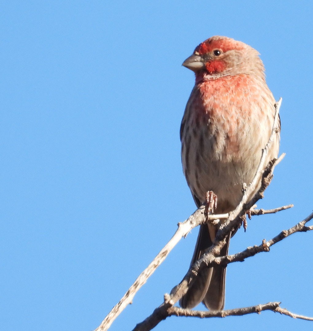 House Finch - ML645961301