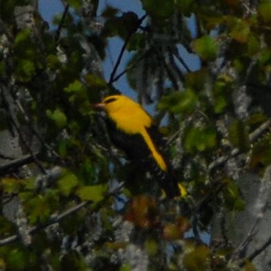 זהבן מחלל - ML645961302
