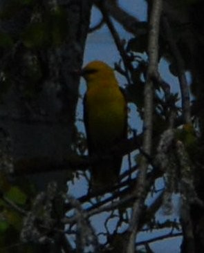 זהבן מחלל - ML645961303