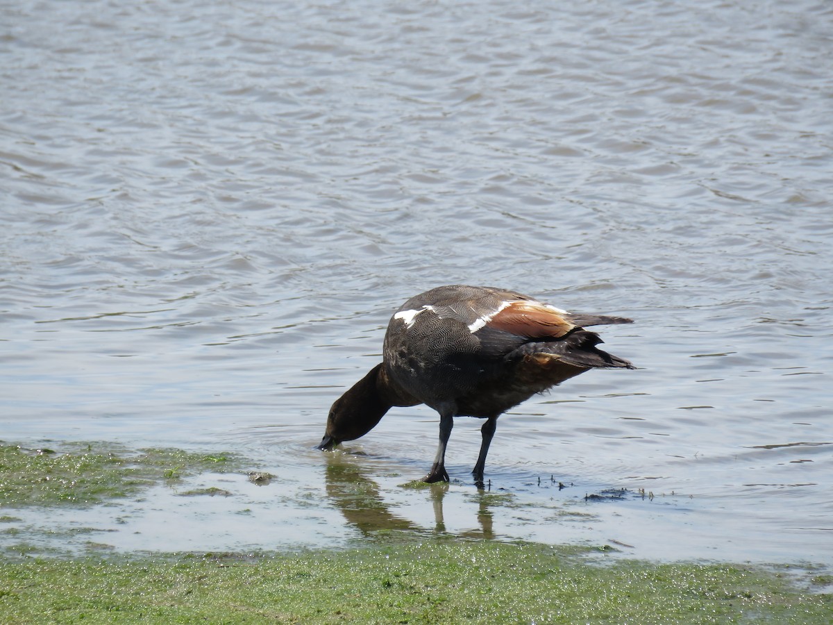 Paradise Shelduck - ML645961304