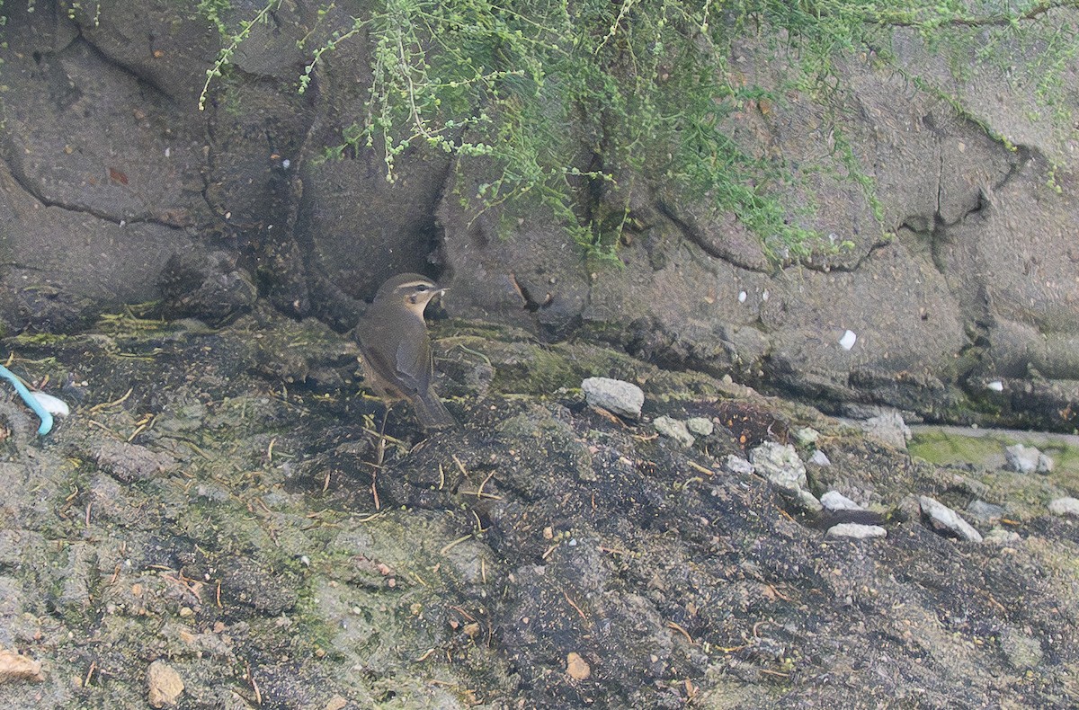 עלווית כהה - ML645961309