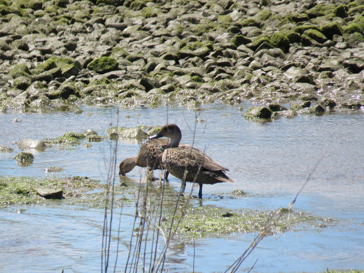 Gray Teal - ML645961310