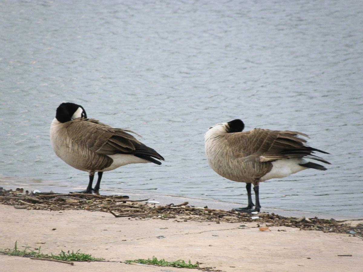 Oca canadese minore - ML645961311