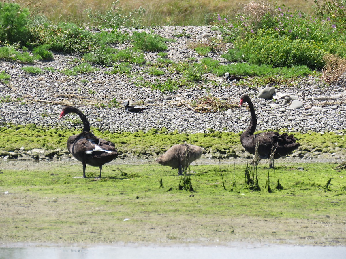 Black Swan - ML645961312