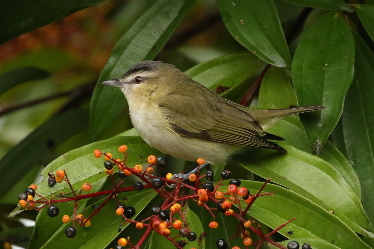アカメモズモドキ - ML645961313