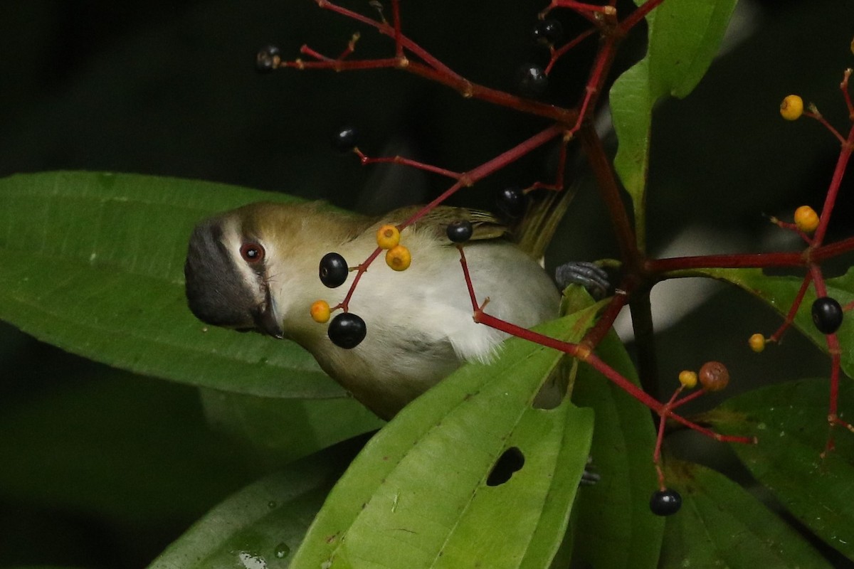 アカメモズモドキ - ML645961314