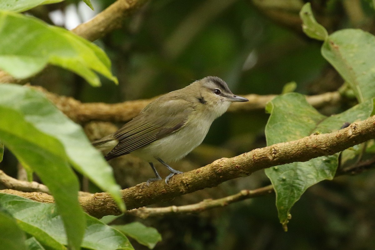 アカメモズモドキ - ML645961315