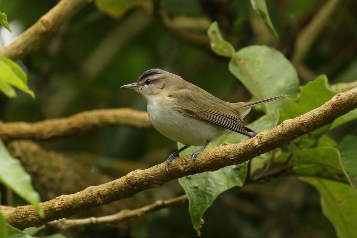 アカメモズモドキ - ML645961316