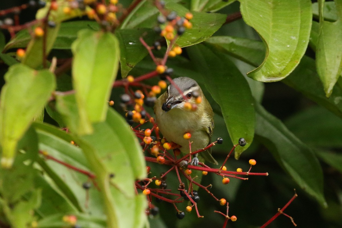 アカメモズモドキ - ML645961317