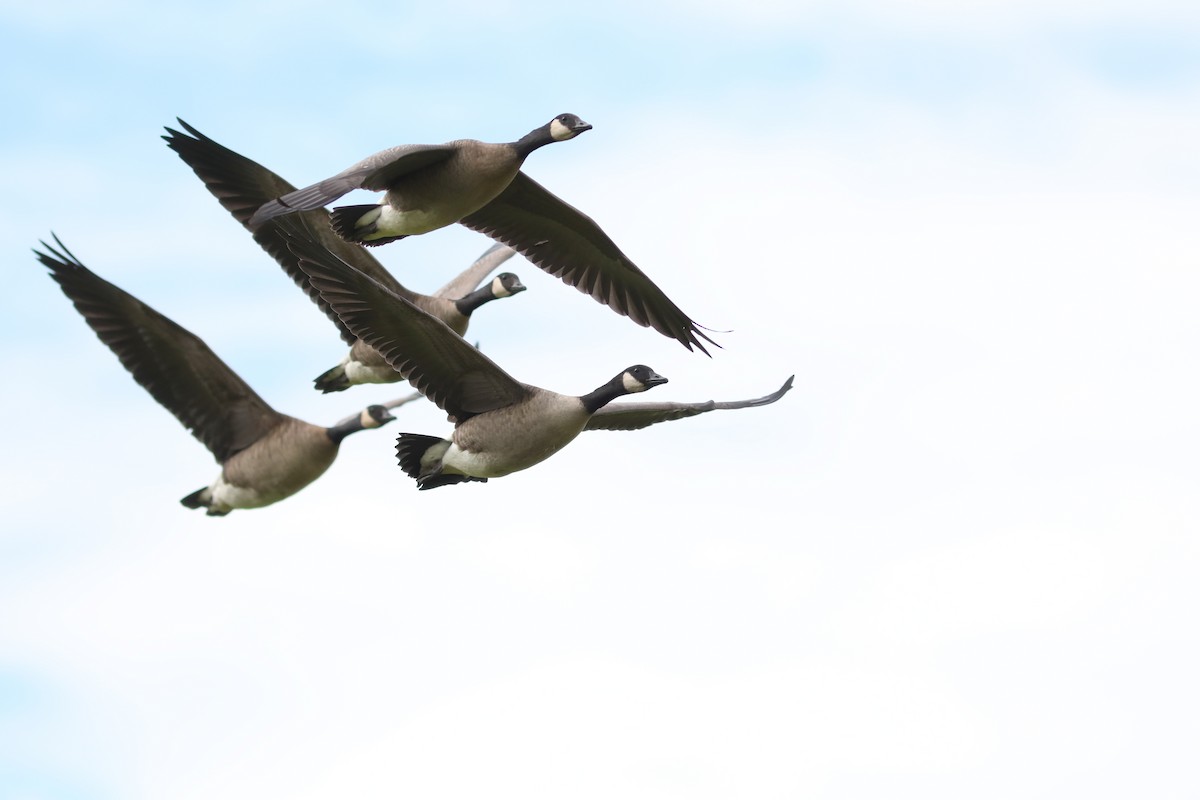 カナダガン - ML645961318