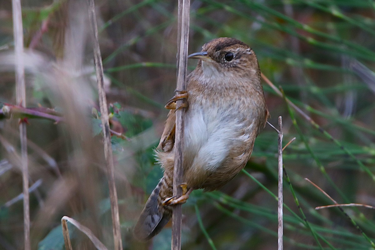 střízlík bažinný - ML645961319