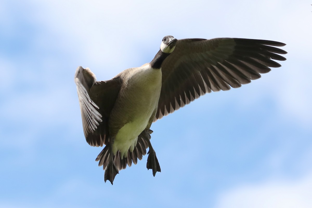 カナダガン - ML645961322