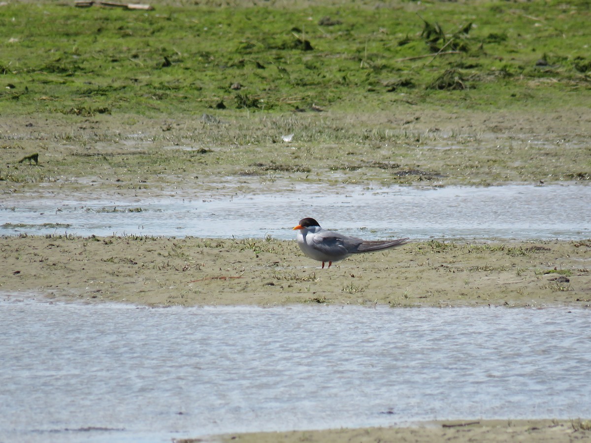 Black-fronted Tern - ML645961327