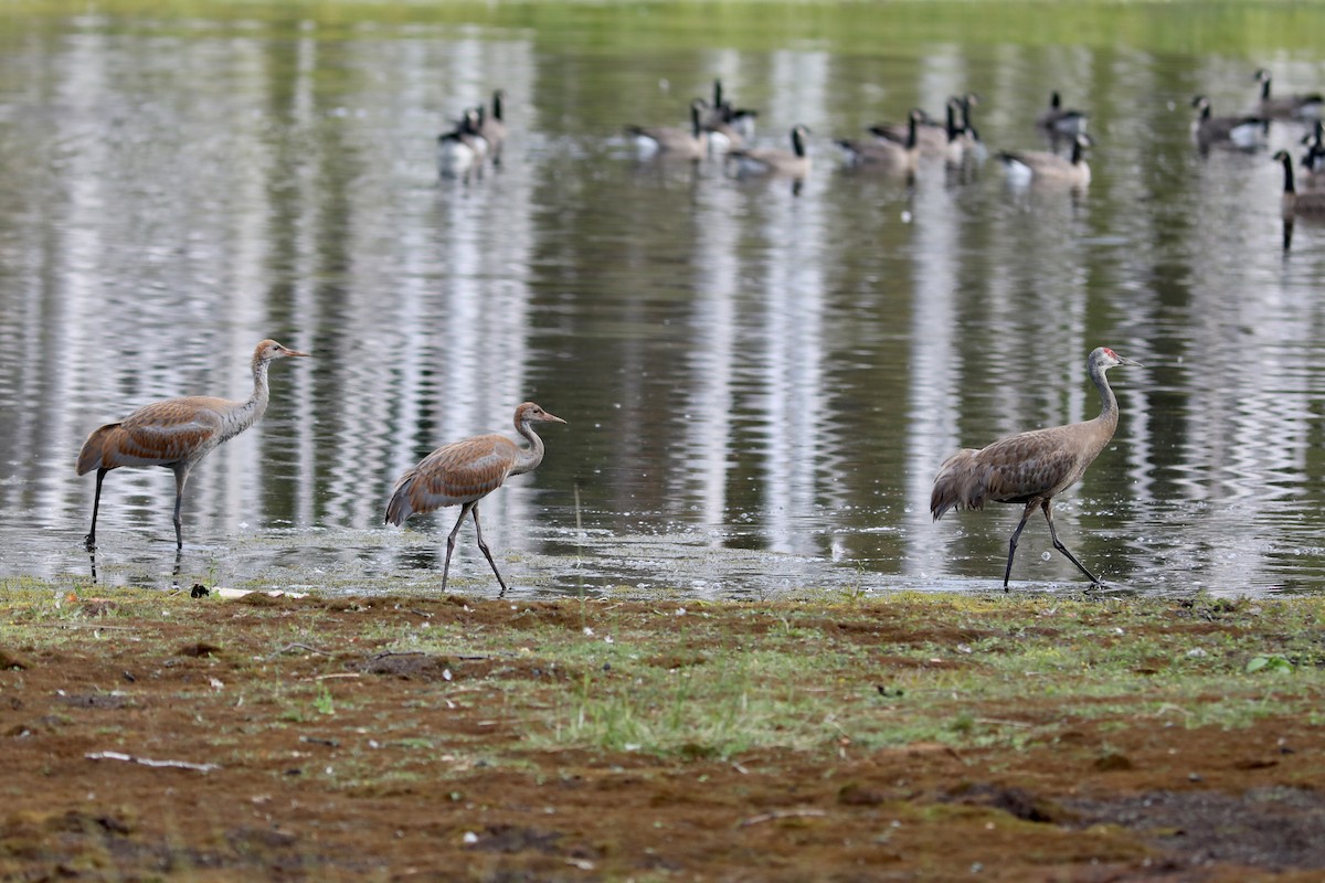 カナダヅル - ML645961329