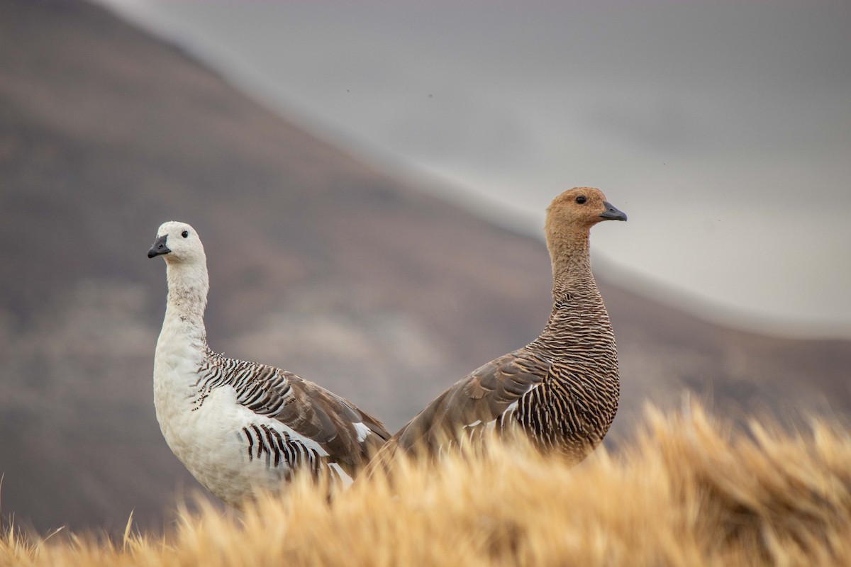 Upland Goose - ML645961330