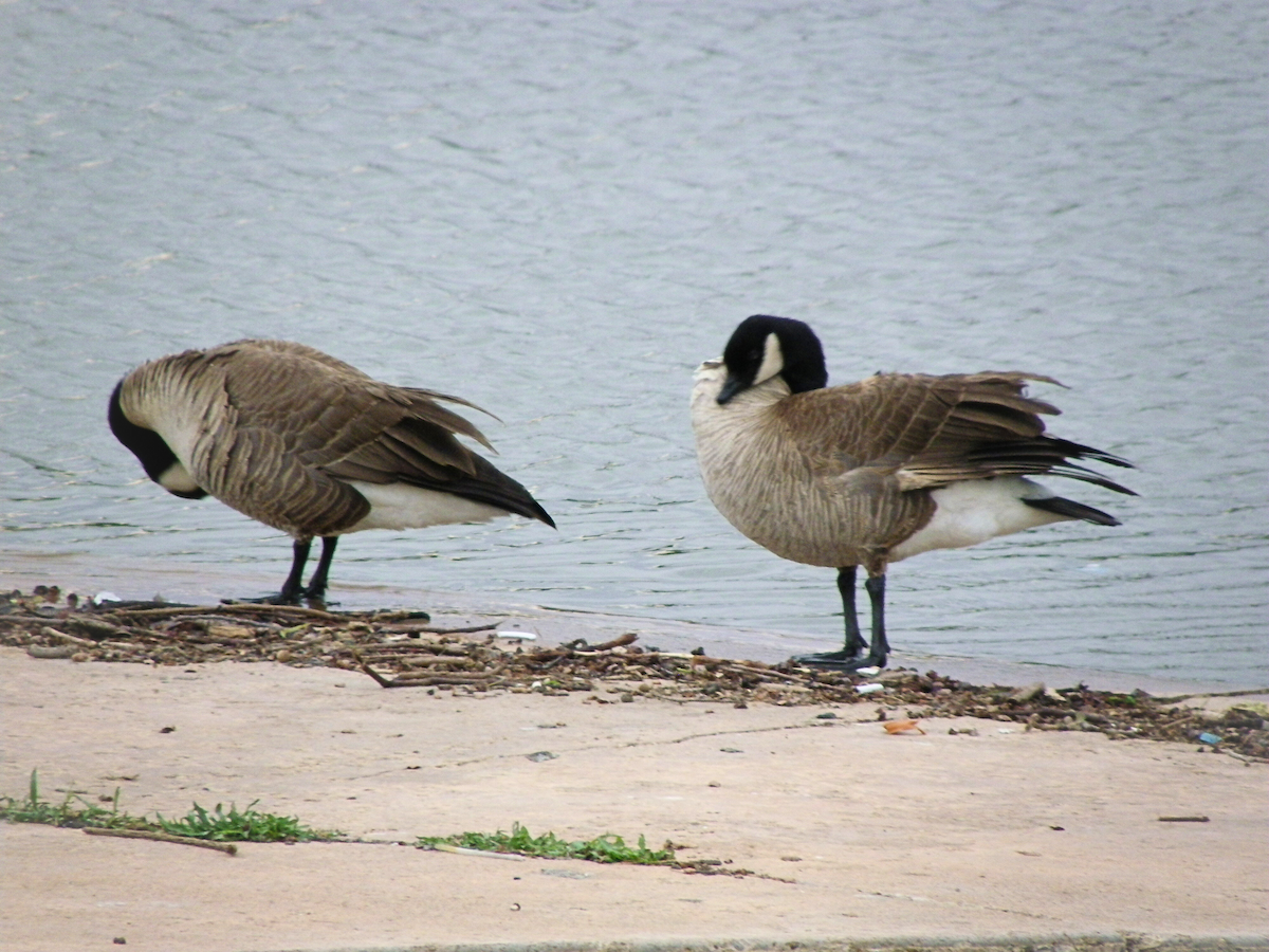 Oca canadese minore - ML645961331