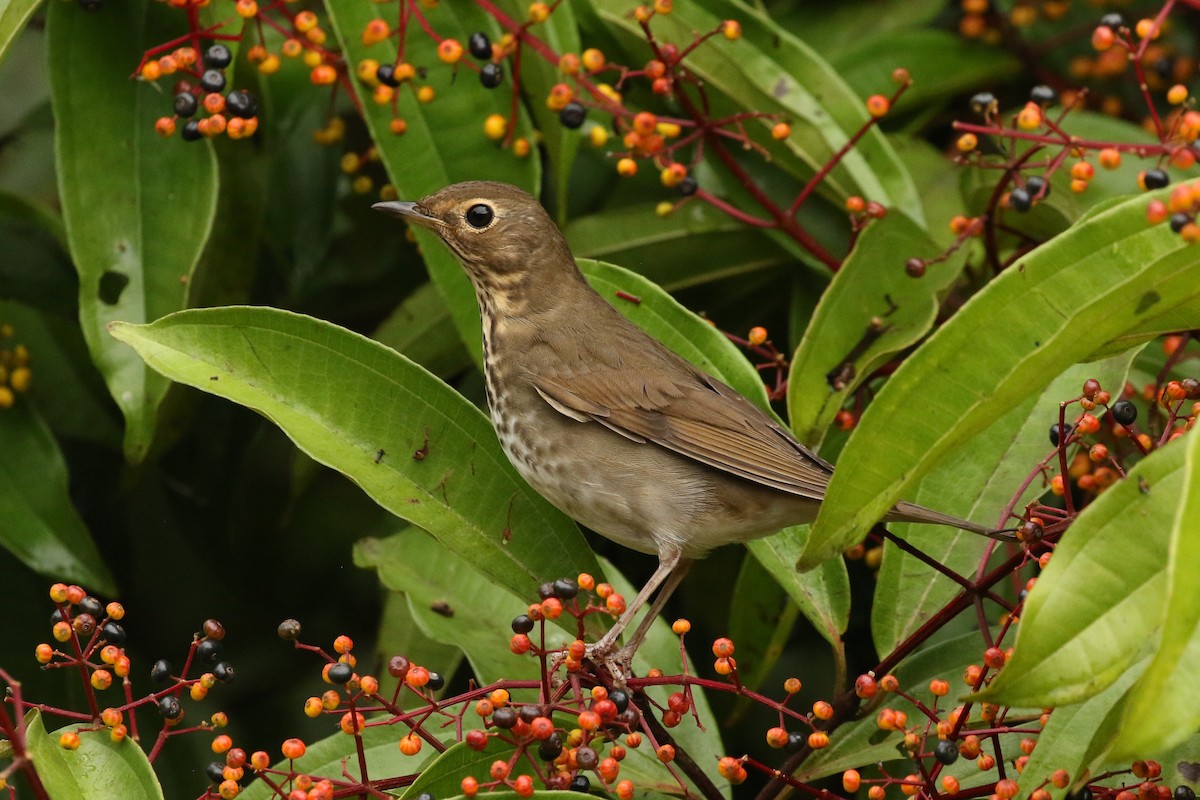 Zorzalito de Swainson - ML645961332