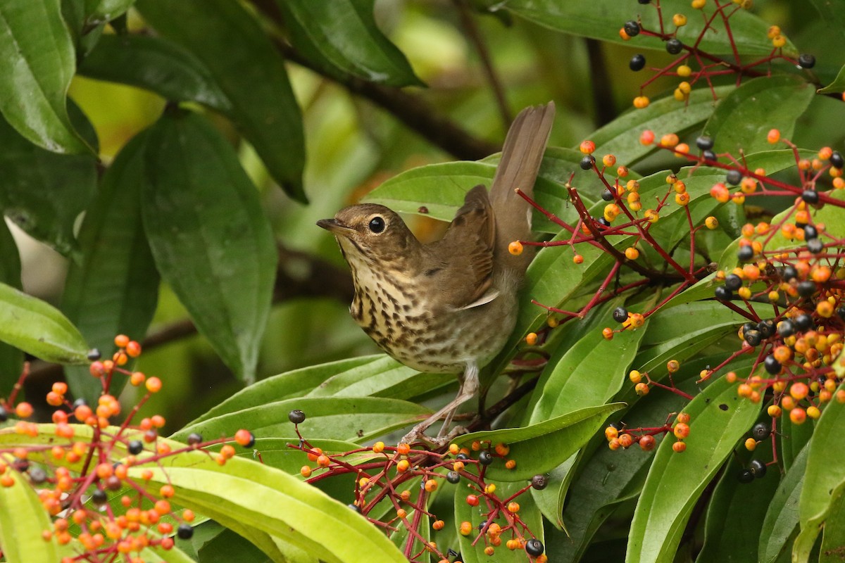 Zorzalito de Swainson - ML645961333