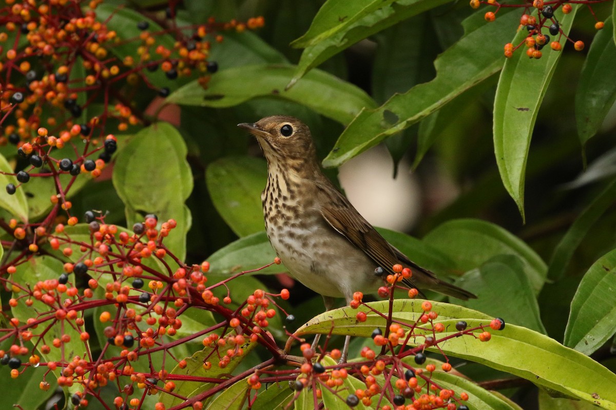 Zorzalito de Swainson - ML645961334