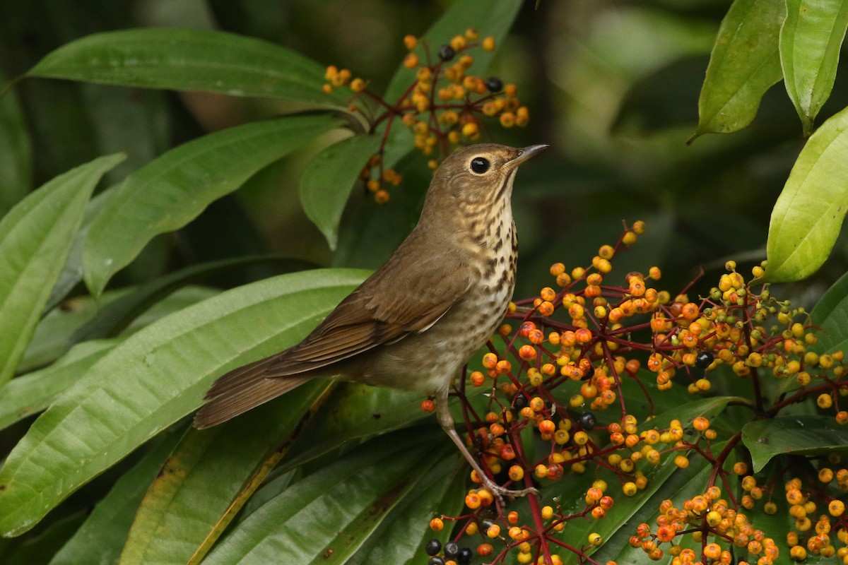 Zorzalito de Swainson - ML645961335