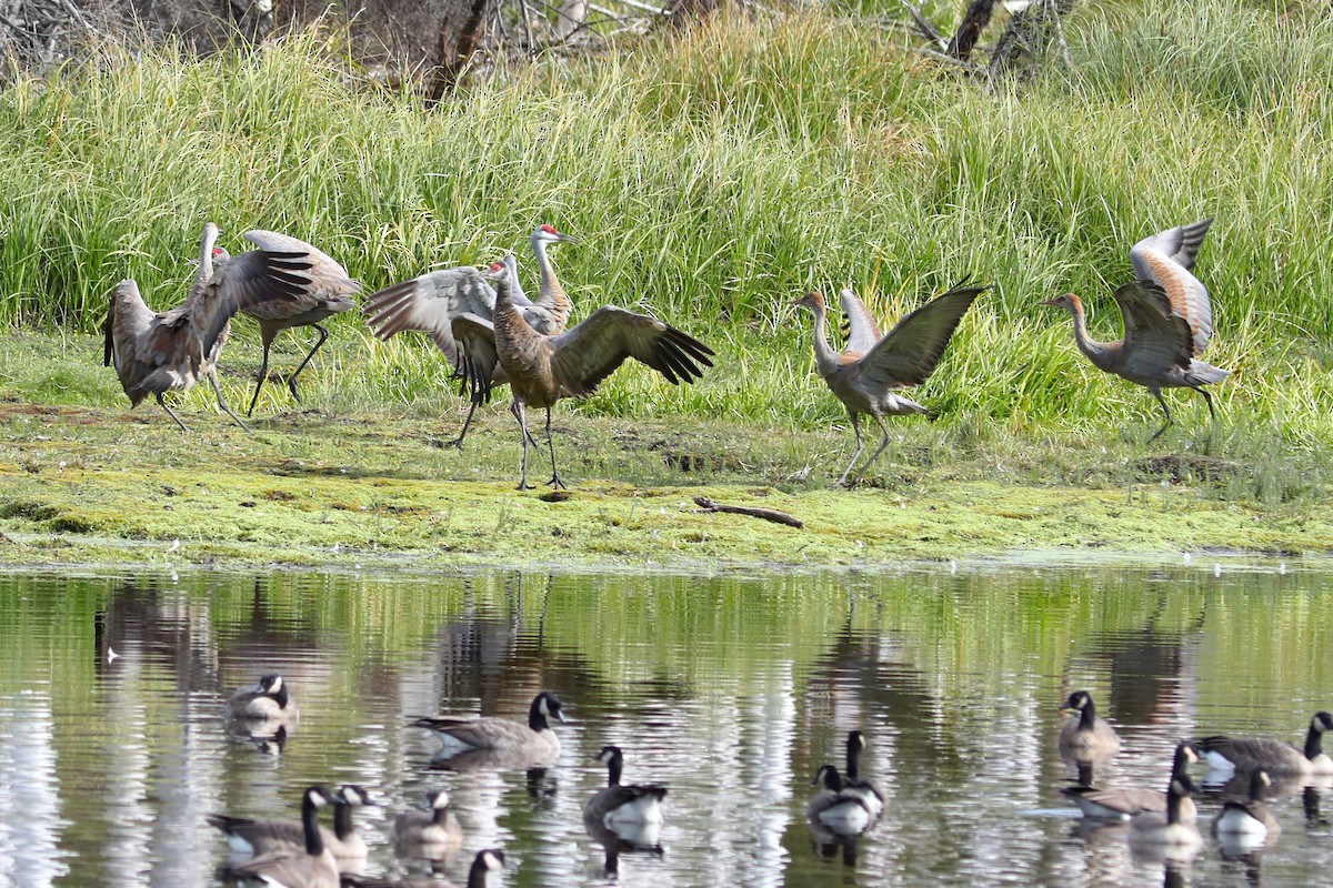 カナダヅル - ML645961336