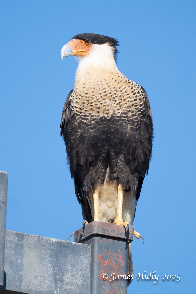 Crested Caracara - ML645961342