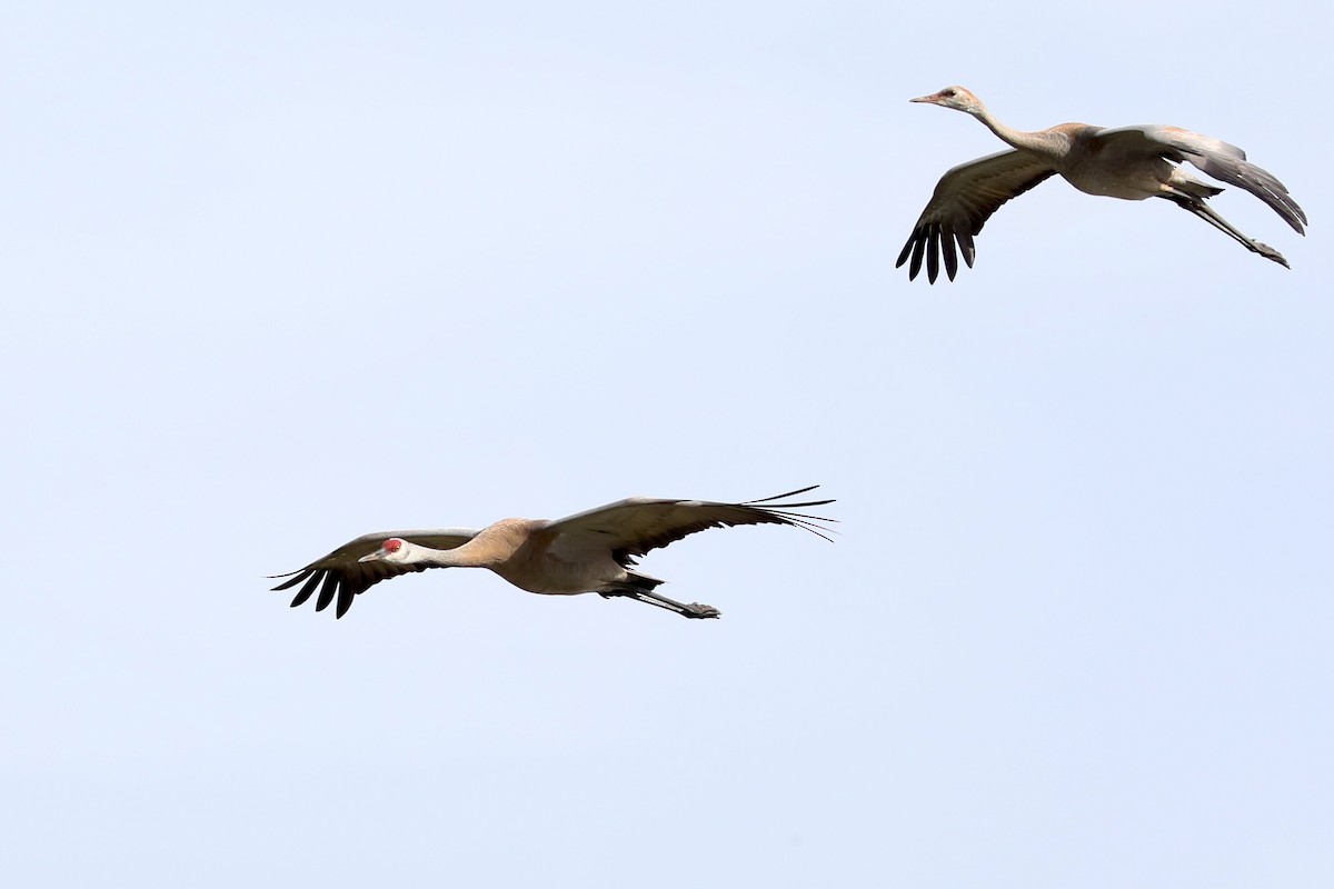 カナダヅル - ML645961343