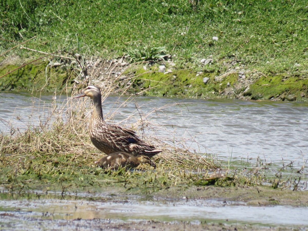 Mallard - ML645961344