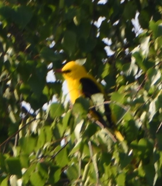Eurasian Golden Oriole - ML645961345