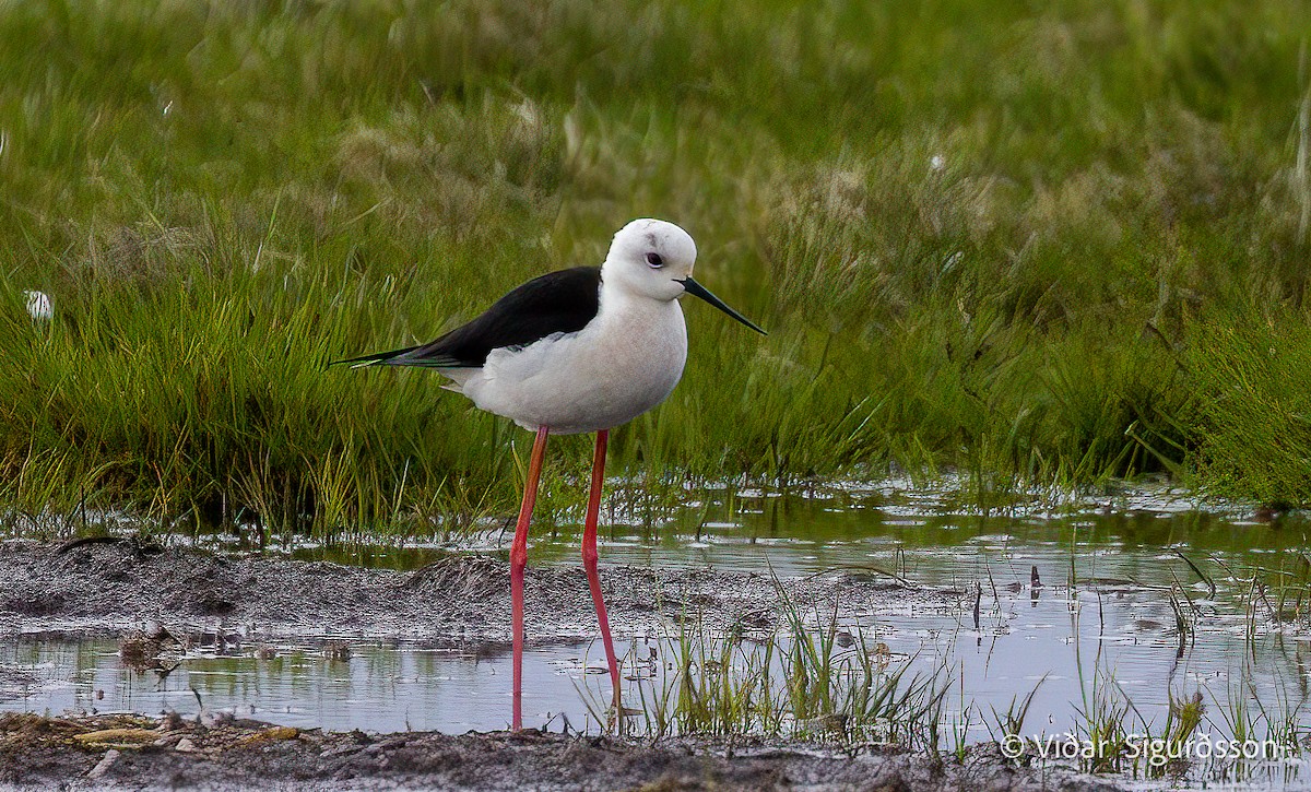 Black-winged Stilt - ML645961346